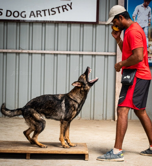 Dog Training Services in chennai