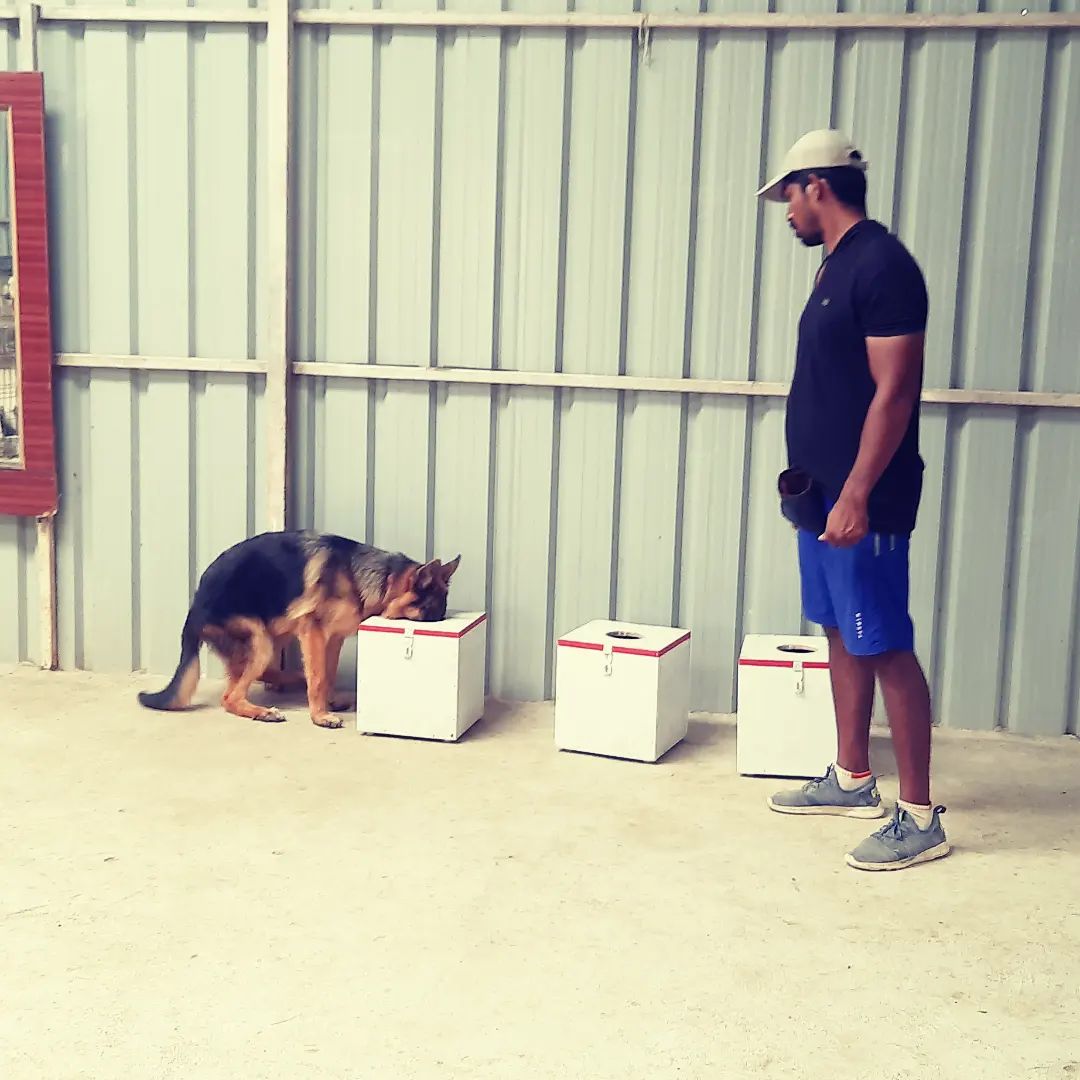 Dog nose work training in chennai