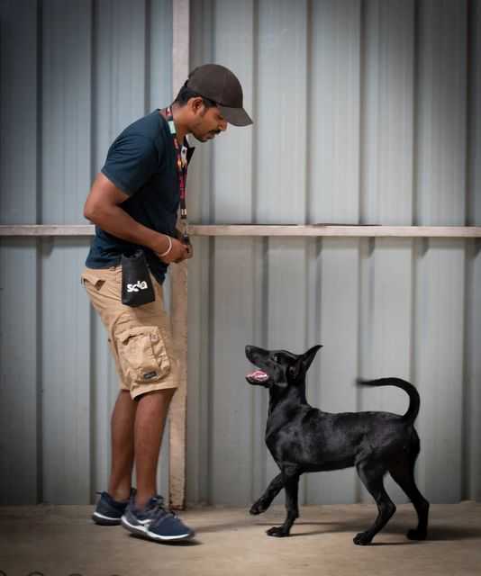 Dog basic obedience training in chennai