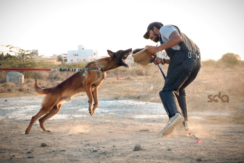 Dog training in chennai